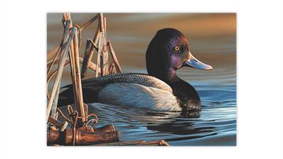 2020-duck-stamp-art-contest-winner-richard-clifton