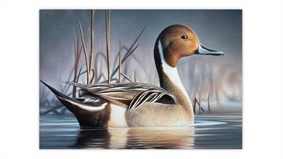 2023-duck-stamp-contest-winner-chuck-black-northern-pintail