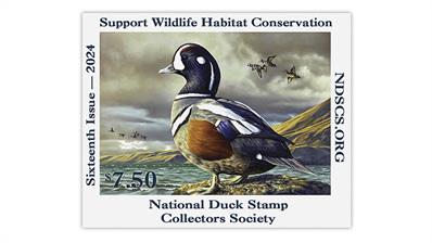 2024-national-duck-stamp-collectors-society-stamp-rebekah-knight