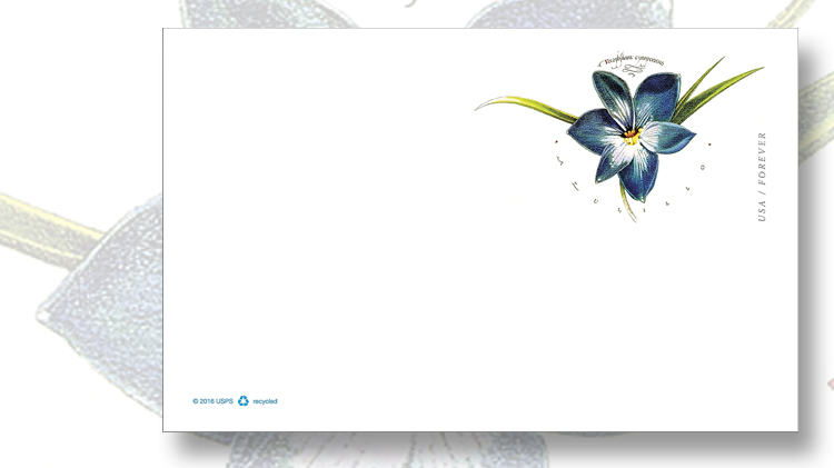 azulillo-chilean-blue-crocus-postal-card