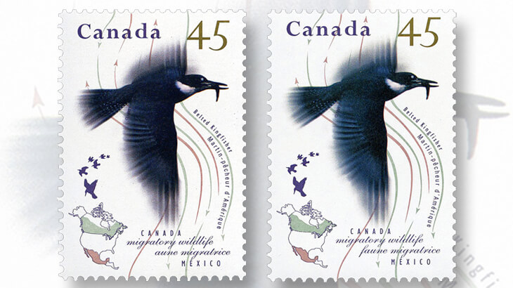 belted-kingfisher-stamp