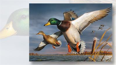 bob-hautman-painting-two-mallards-2017-federal-duck-stamp-art-contest