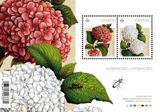 canada-2016-spring-flowers-stamps-hydrangeas-souvenir-sheet