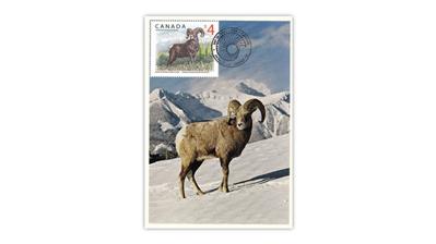 canada-bighorn-sheep-maximum-card