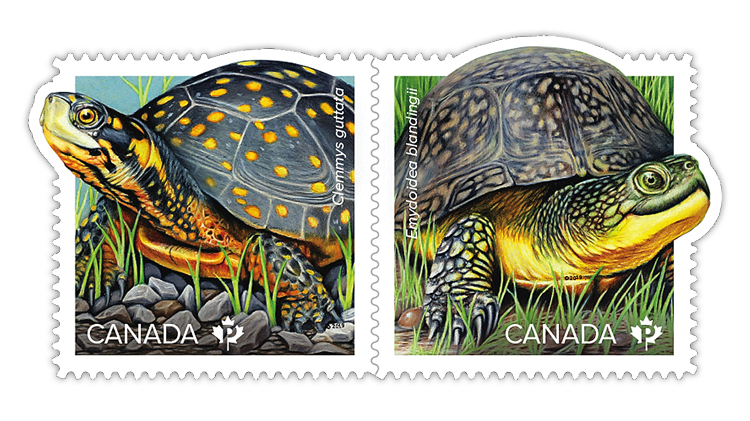 canada-turtles