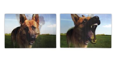 dogs-lenticular