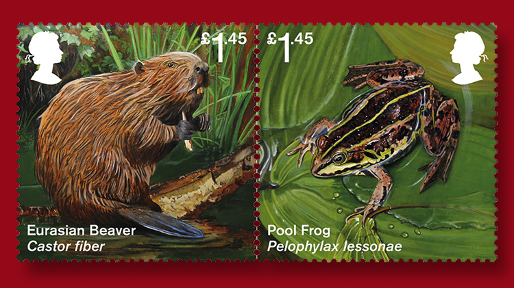 eurasian-beaver-pool-frog