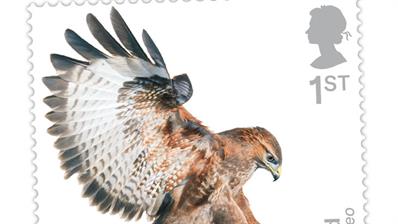 great-britain-birds-of-prey-preview