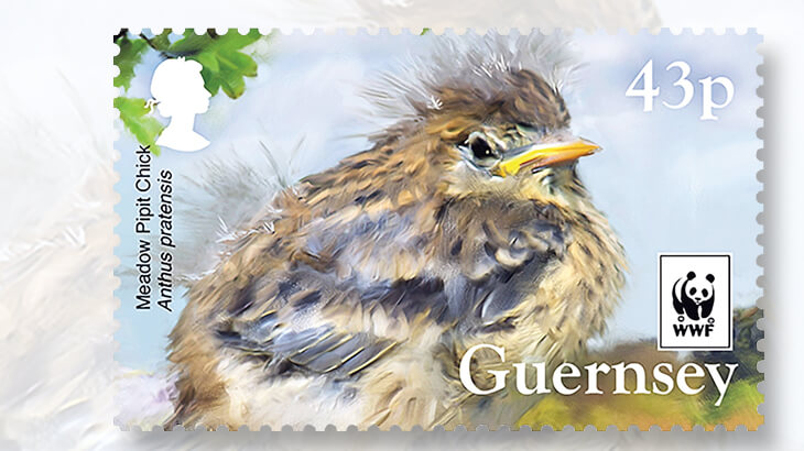 guernsey-meadow-pipit-stamp