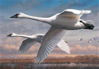 hautman-swans-2015-duck-art