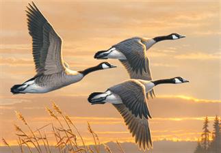 james-hautman-painting-2016-duck-stamp-contest-winner