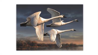 joseph-hautman-2022-duck-stamp-art-contest-winner-tundra-swans