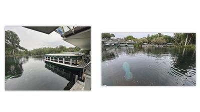 manatees-stamp-event-glass-bottom-boat-rides