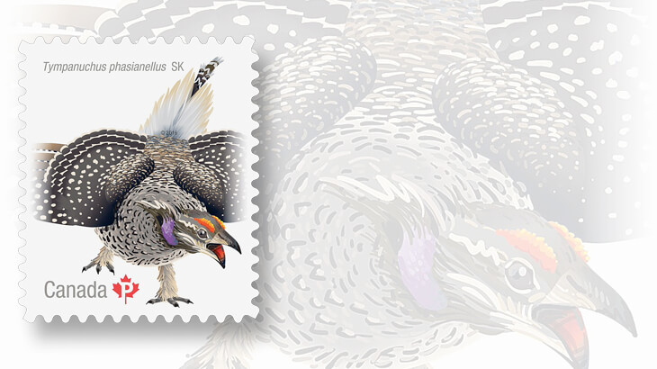 sharp-tailed-grouse-canada-stamp