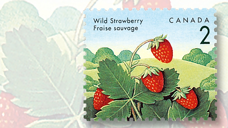 strawberries-wild-canada