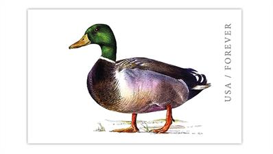 united-states-2021-mallard-drake-postal-card-imprinted-stamp