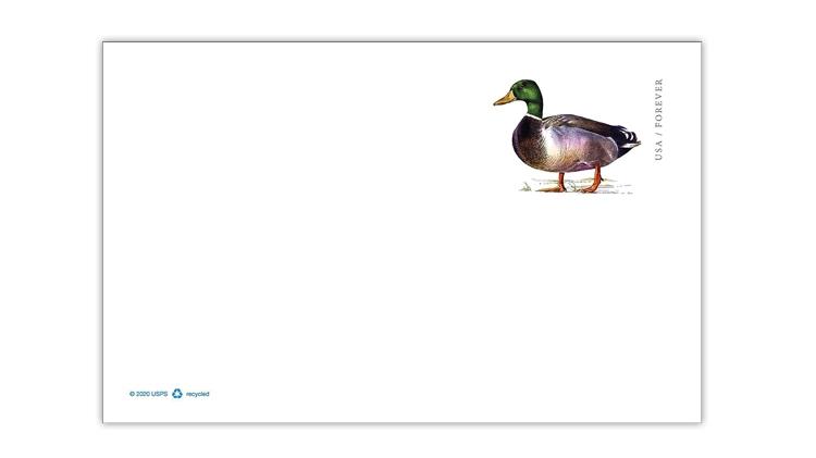 united-states-2021-mallard-drake-postal-card