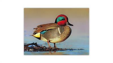 united-states-2022-junior-duck-stamp-artwork-green-winged-teal-madison-grimm