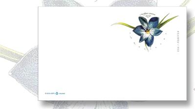 united-states-azulillo-chilean-blue-crocus-forever-postal-card