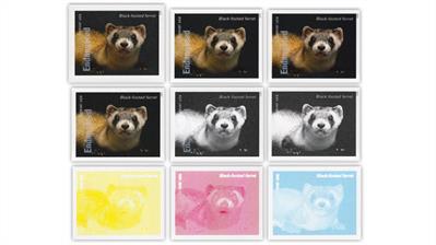 united-states-endangered-species-black-footed-ferret-stamp-proofs