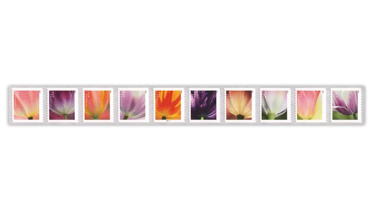 united-states-tulip-blossoms-coil-strip