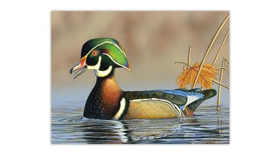 wood-duck-painting-sid-crawford-memorial-scholarship