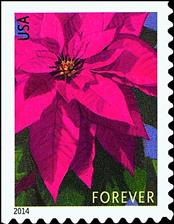 zne-jb-14poinsettia