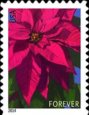 zne-jb-2014poinsettia